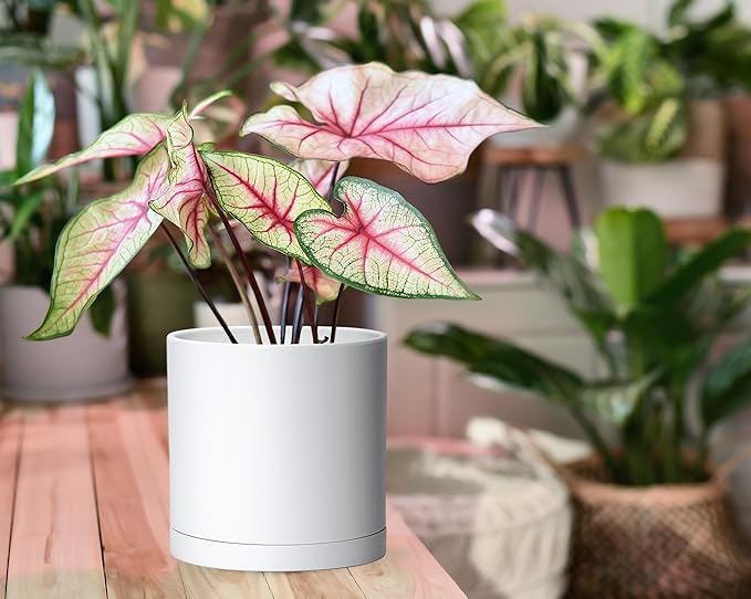 Planter Pots, Set of 2 Matte White Plastic with 6-Inch Modern Design