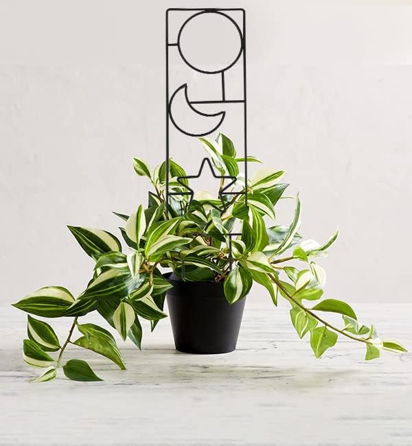 Plant Trellis for Climbing Plants Indoor, 15.94Inch Small Garden Metal Houseplant Trellis for Potted Plants Outdoor with 4 Patterns for Vine Ivy Flower Plant Support Lover Gifts Lattice