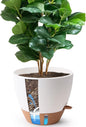 T4U 12 Inch Self Watering Pot - Water Level Indicator & Deep Reservoir, Mess-Free Planter for Busy People, Beginners & Gardeners, Fits Rubber Tree/Fiddle Leaf Fig Plants, Indoor Outdoor Use (White)