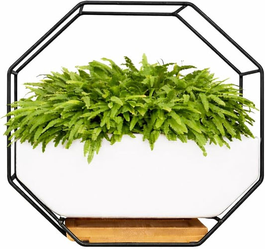 IRYL Wall Planter for Indoor Plants - Ceramic Wall Hanging Planter Set with Bamboo Tray & Hooks - Decorative Wall Plant Holder - Modern Wall Planters for Vertical Garden Home Decor - Black