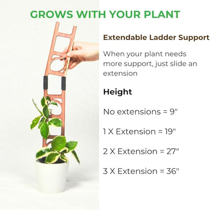 Treleaf Stella Extendable Ladder Trellis - Wooden Plant Trellis for Indoor Climbing Plants, Modular Plant Support Stake with 12” Base + 8” Extension - Perfect for Ivy, Hoya, Houseplants
