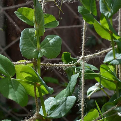 Jute Trellis Netting - Jute Netting for Garden, Heavy Duty Plant Support Netting for Climbing Plants, Cucumber, Vine, Fruits & Vegetables, Climbing Vining Plants (3.3 Ft X 6.6 Ft, 3.9 Inch Squares)