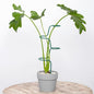 Set of 3 Sturdy Metal Plant Support Stakes for Indoor & Outdoor Use - Garden Trellis for Hydrangeas, Monstera, Flowers, Herbs, and Seedlings - Ideal for Small to Medium Plants