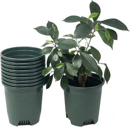 5.5 Inch Gardening Flower Pots 10-Pack Green Pot Liners 0.5 Gallon Nursery Pot Plastic Planters for Outdoor Indoor Plants with Drainage Holes