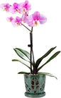W&W Orchid Pot with Holes and Saucer for Repotting, Green Mix, 5.5 Inch