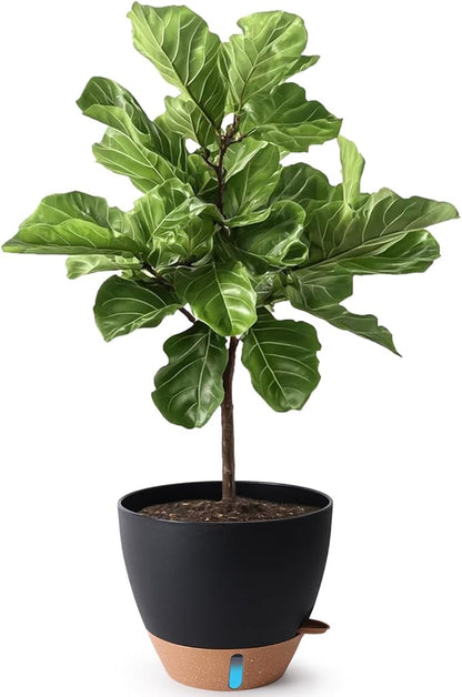 T4U 12 Inch Self Watering Pot - Water Level Indicator & Deep Reservoir, Mess-Free Planter for Busy People, Beginners & Gardeners, Fit Rubber Tree/Fiddle Leaf Fig Plants, Indoor Outdoor Use (Black)