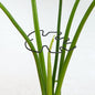 Monstera Plant Stem Support Set - 5pcs 4.13x2.95 inches Durable Supports for Indoor Climbing Plants - Easy-to-Use Stabilizers for Healthy Growth and Elegant Garden Decor