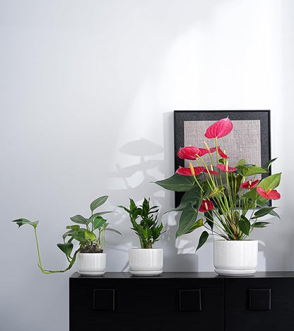 Ton Sin Plant Pots, 4.1+5.1+6.5 inch, Set of 3, Ceramic Planters with Drainage Hole and Saucer, Indoor Flower Pot with Drainage Hole, Gifts for Mom(Reactive Glaze White)