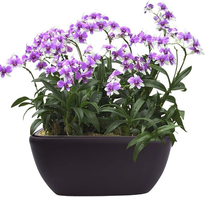 Vencer 10.8 Inch Plastic Square Self Watering Planter,Water Indicator,Modern Decorative Planter Pot for All House Plants Flowers,Herbs,Vegetables,Tropical,Coffee,VF-049C