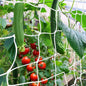 Trellis Netting, CANAGROW Heavy-Duty Garden Plant Trellis Netting for Climbing Plants, Outdoor Indoor Grow Net for Beans Tomatoes Peas Pumpkin Flowers, 𝟔 𝐱 𝟏𝟓𝐟𝐭, Pack of 4