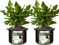 2-Pack 30 Gallon Plant Grow Bags, Thickened Nonwoven Fabric Pots with Handles,Sturdy Garden Planters Aeration Gardening Container to for Plants, Vegetables, and Flowers
