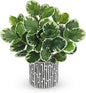 13" Artificial Plants Indoor Small Fake Plant in Ceramic Pot, Silk Plants for Home Decor Indoor, Faux Potted Plant for Shelves, Desks, Home, Room, Office, Bedroom, Farmhouse, Entryway, Tabletop Decor