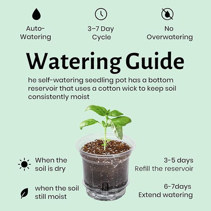 12 Pack 6.5 Inch Clear Self Watering Plant Pots with Bottom Water Tray & Watering Rope, Transparent Nursery Pots with Drainage for Seedlings, Herbs, and Houseplants