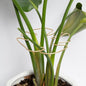 Monstera Stem Support - 5-Piece Durable Plant Support System for Monstera & Turtle Shell Plants -Premium -Quality Leaf Clamps -Easy-to-Use Indoor Garden Stabilizers for Healthy Growth