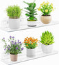 Lifewit Window Plant Floating Shelves 14.6x3.6, 2 Pack Acrylic Suction Cup Shelf, Window Sill Extender for Indoor Succulent Plants, Micro Greens, Seed Starter Pots, Herb Planters 37 x 9 cm/14.6x3.6