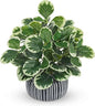 13" Artificial Plants Indoor Small Fake Plant in Ceramic Pot, Silk Plants for Home Decor Indoor, Faux Peperomia Potted Plant for Shelves, Desks, Home, Room, Office, Bedroom, Entryway, Tabletop Decor
