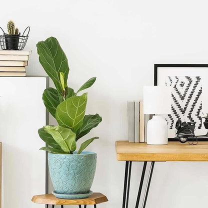 10 inch Plant Pots Ceramic Planter with Drainage Holes and Saucer for Multiple Plants, Indoor-Outdoor Garden Pots for Succulent, Orchid, and Flower