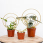 Hoya Trellis for Indoor Plants - Set of 3 Stylish Metal Plant Supports for Climbing Houseplants - Durable Design for Small Potted Plants with Increased Height Support