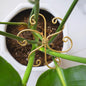5PCS Monstera Plant Support System 4.1IN - Durable Hook Stem Supports for Healthy Growth, Stabilizer for Leaves and Turtle Shells, Easy-to-Use Indoor Plant Care, Ideal Present for Plant Lovers