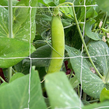 Tcamp Heavy-Duty Polyester Garden Trellis Net Plant Support Netting for Climbing Plants Outdoor, Flexible String Net for Bean Pea, White Grow Tent (5Ft x 30Ft, 3.5" Opening Mesh, 1 Pack)