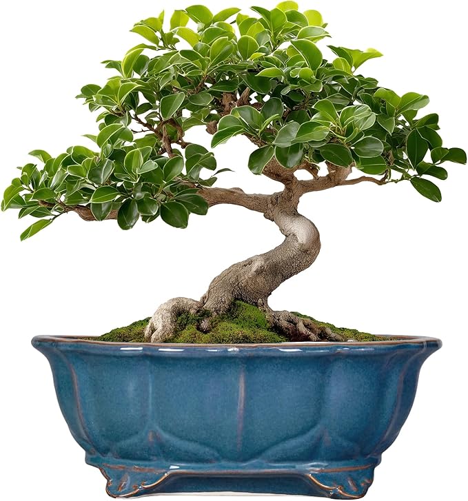 Bonsai Tree Pot - 11 Inch Ceramic Succulent Pots, Bonsai Planter for Indoor Outdoor, Decorative Plant Pot with Drainage Hole, Oval Flower Pot, Home Garden Decor, Garden Gifts, Retro Blue