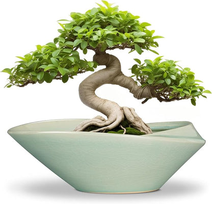 Planter Pot, 12 Inch Ceramic Bonsai Style with Drainage Hole and Mesh Pad