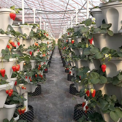 Strawberry Vertical Planters 5 Tiered, Stacking Tower Garden, Stackable Herb Vegetable Planters with Movable Casters and Bottom Saucer Indoor and Outdoor - White