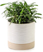 Nihow Ceramic Plant Pot: 6 Inch Planter with Drainage Hole & Saucer for Indoor & Outdoor Plants - Cylinder Round Flower Pot for Succulent/Herbs/Violets - Cream White & Brown