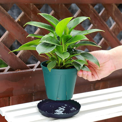 12Pcs Plant Saucer, 6 8 10 Inch Durable Plastic Plant Tray, Black Round Plant Pot Saucers, Drip Tray for Indoor and Outdoor Garden