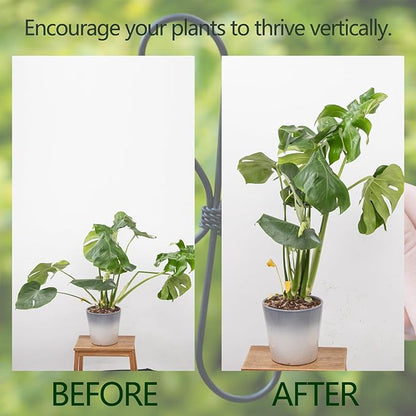 Monstera Plant Stem Support Set - 7.5x7.5 Inch Durable Stabilizers for Indoor Climbing Plants and Leaf Holders - Promote Healthy Growth and Stability (5 Pieces)
