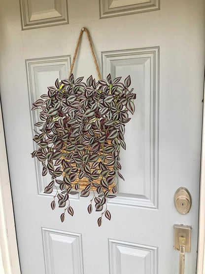 Artificial Greenery Hanging Plants, 5 Pack, 22 Inch Wandering Jew Style
