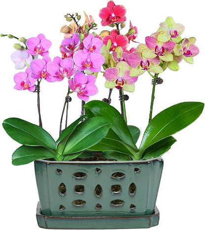 W&W Orchid Pot with Holes and Saucer for Repotting, Green, 9.7 Inches