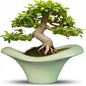 Ceramic Bonsai Pots - Large Succulent Planter 13 Inch Plant Pot Indoor Succulent Pot with Drainage Hole Outdoor Planter Bonsai Tree Pot for House Home Garden Office Decor Green