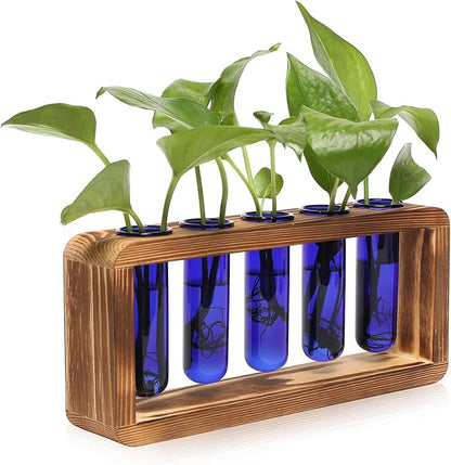 Terrarium Propagation Station with 5 Blue Glass Test Tubes, Pine Base