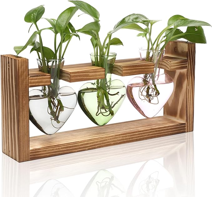 Terrarium Set: Heart Shaped Borosilicate Glass Vases with Wood Stand