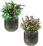 Melphoe Self Watering Pots for Indoor Plants Planter, 5.3 Inch 2 Pack Planters Self Watering Plant Pots for Flower, Houseplants, Succulent, African Violets and Cactus with Drainage