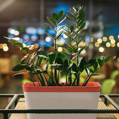 6 Set Window Herb Planter Box Self Watering Plant Pots 10.6 Inch Rectangular Herb Pots Decorative Garden Flower Box for Indoor, Succulent,Vegetables, Flowers