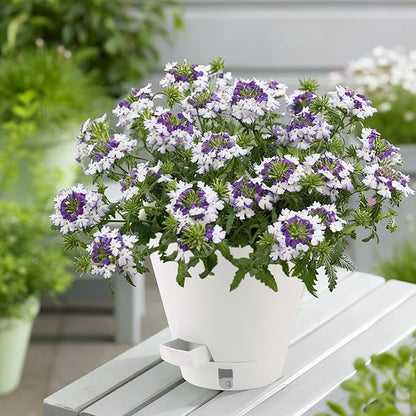 Self-Watering-Pots-for-Indoor-Plants, 8 Inch Flower Pots for Indoor Plants, 3 Pack Plastic Planters with Drainage Holes and Saucers