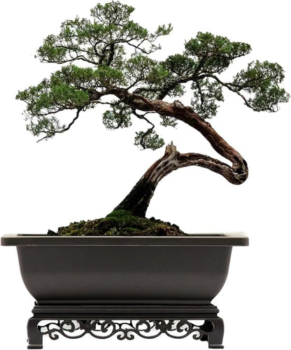 Planter Pots 2-Pack, 11.5 Inch Brown Recycled Plastic Bonsai Pots