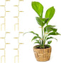 succulentlovers 4PCS Indoor Plant Support Stakes, 12.6 Inch Metal Monstera Plant Supports, Indoor Plant Trellis Plant Stem Holder Support for Indoors & Outdoor Garden Plants Stabilization and Supports