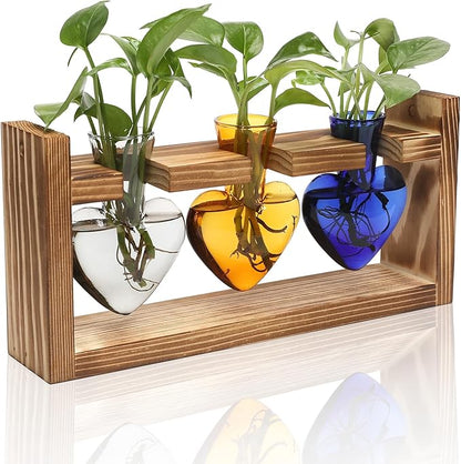 Heart-Shaped Glass Propagation Terrarium Set with Wood Stand