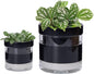 Phoenix Vine 6 Inch 4 Inch Self Watering Terracotta Planter, Black Terracotta Clay Pot with Glass Reservoir for Indoor Plants, Herbs, Flowers, 52-C-G-46