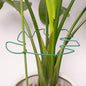 5PCS Monstera Plant Support Stem 9 x 7.6 in- Durable Stabilizer Set for Indoor Climbing Plants, Holders for Enhancing Growth, Ideal Gift for Plant Lovers, Fishbone Cactus Stake Garden Tool