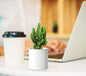 Planters: 12 Matte White Plastic Pots with Drainage Holes and Saucers
