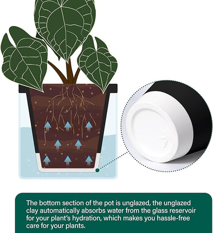 D'vine Dev 8 Inch Design Self Watering Planter for Indoor Plants, Black Terracotta Pot with Cylinder Glass Cup, 37-X-C-3