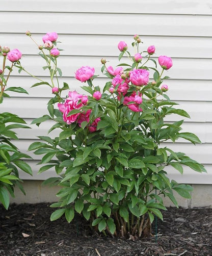 MTB Supply 5 Pack 36" x 18" Peony Double Ring Plant Support,Plant Support Stakes for Tomatoes Peony Lily Rose Plant Support Rings Peony Cages for Outdoor Plants Flowers Vegetables