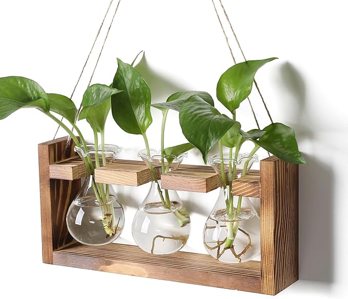 Terrarium Propagation Station, 3 Clear Borosilicate Glass Bulbs, Wooden Stand