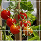 Tcamp Trellis Netting for Climbing Plants Outdoor Indoor (6" Square Mesh Ployester, 5ft x 15ft) (2 Pack)