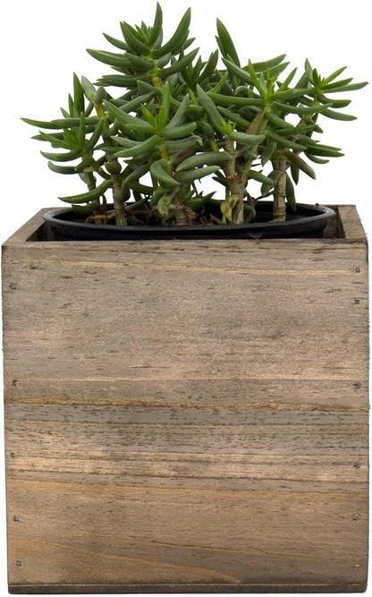 CYS EXCEL Cube Planter Box with Removable Plastic Liner (5"x5"x5")(4 PCS) | Multiple Size Choices Wood Square Planter | Indoor Decorative Window Box