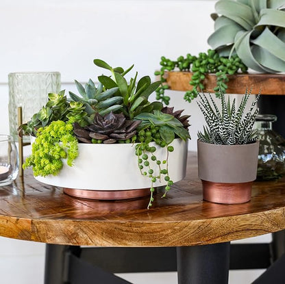 The HC Companies 6 Inch Round Plastic Succulent Capri Bowl 6"x6"x2.25" in Faux Concrete Color